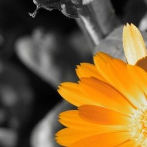 Meet your Posher, Rachelle